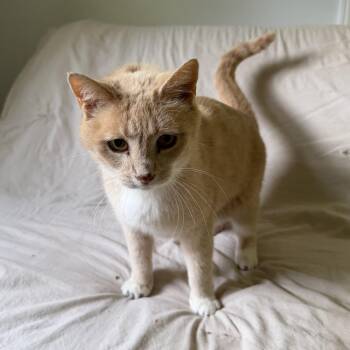 Punky -  Domestic Short Hair Cat Available for Adoption in Lemoyne, Pennsylvania - Punky | PetCurious