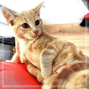 Quartz -  Domestic Short Hair Cat for Adoption in Chapel Hill, North Carolina - Quartz | PetCurious