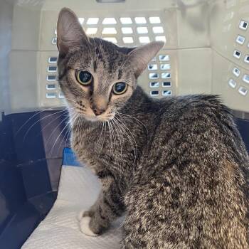 Francoise -  Domestic Short Hair Cat for Adoption in Los Angeles, California - Francoise | PetCurious