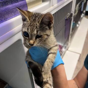 Dolly -  Domestic Short Hair Cat for Adoption in Margate, Florida - Dolly | PetCurious