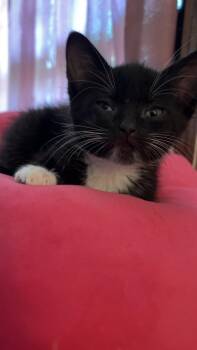 Domestic Short Hair Cats Available for Adoption - Tux | PetCurious