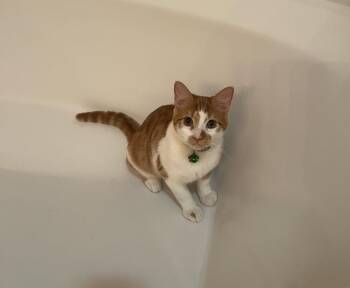 Domestic Short Hair Cats Available for Adoption - Zippi | PetCurious