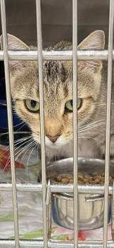 Pajamas -  Exotic Shorthair and Snowshoe Cat for Adoption in Jackson, Louisiana - Pajamas | PetCurious