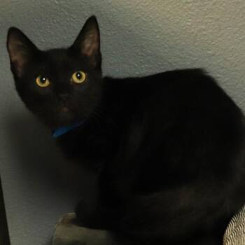 Tiki -  Domestic Short Hair Cat for Adoption in Lakeland, Florida - Tiki | PetCurious