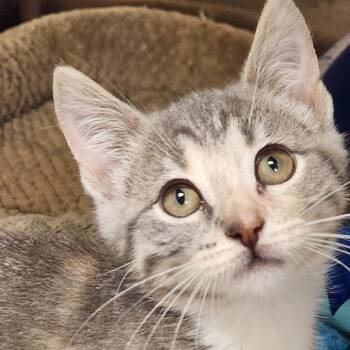 Daphne K46296 -  Domestic Short Hair Cat for Adoption in Corsicana, Texas - Daphne K46296 | PetCurious