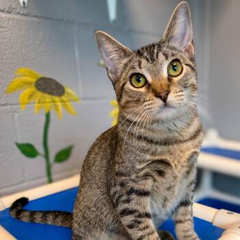 GG -  Domestic Short Hair Cat for Adoption in Gainesville, Texas - GG | PetCurious