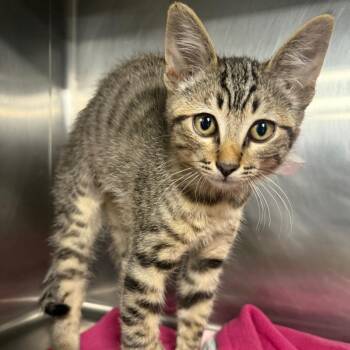 Rajah -  Domestic Short Hair Cat for Adoption in Spokane, Washington - Rajah | PetCurious