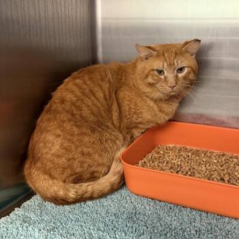 Domestic Short Hair Cats Available for Adoption - Shane Fat Cheeto | PetCurious