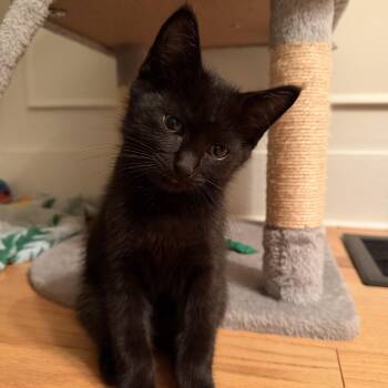 Chamomile and Chai -  Domestic Short Hair Cat for Adoption in Hopkinton, Massachusetts - Chamomile And Chai | PetCurious