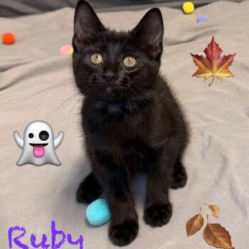 Ruby -  Bombay and Domestic Short Hair Cat for Adoption in Wyandotte, Michigan - Ruby | PetCurious