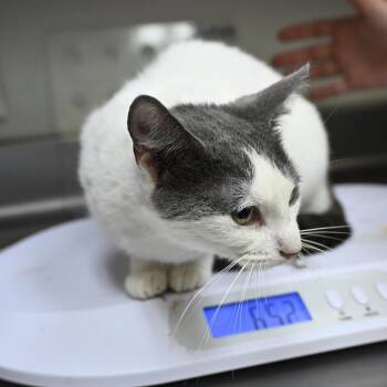 Rescue Domestic Short Hair Cats for Adoption in Galveston, Texas - Bashful | PetCurious