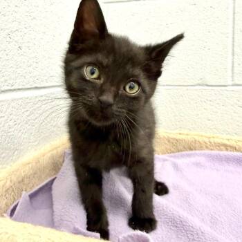 Domestic Short Hair Cats Available for Adoption - Rebel | PetCurious