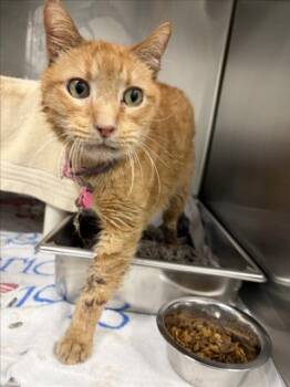 Domestic Short Hair Cats Available for Adoption in Derwood, Maryland - POLNAREFF | PetCurious