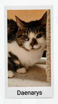 Daenarys -  Domestic Short Hair Cat for Adoption in Caistor Centre, Ontario - Daenarys | PetCurious