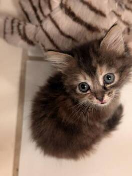 *Squishy -  Domestic Medium Hair Cat for Adoption in Newnan, Georgia - *Squishy | PetCurious