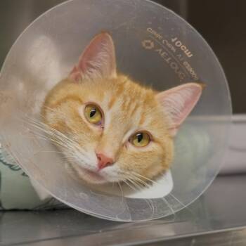 Apricot -  Domestic Short Hair Cat for Adoption in Wayne, New Jersey - Apricot | PetCurious
