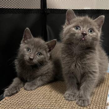Melon -  Domestic Medium Hair Cat for Adoption in Oceanside, New York - Melon | PetCurious