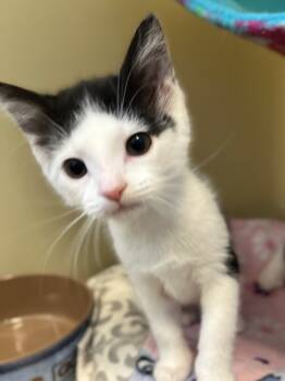 Rescue Domestic Short Hair Cats for Adoption in Menomonie, Wisconsin - Touchdown | PetCurious
