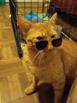 Orion -  Domestic Short Hair Cat for Adoption in Lone Oak, Texas - Orion | PetCurious
