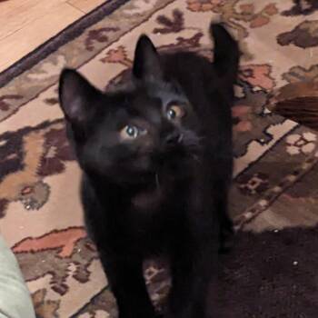 Smudge -  Domestic Short Hair Cat for Adoption in Allegan, Michigan - Smudge | PetCurious