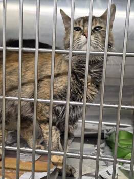 WHIST -  Domestic Medium Hair and Domestic Short Hair Cat for Adoption in Anchorage, Alaska - WHIST | PetCurious