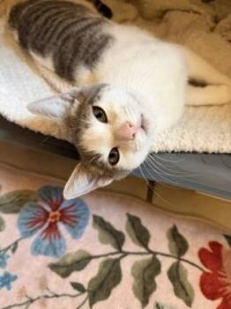 Sadie -  Domestic Short Hair Cat for Adoption in Hillsboro, Oregon - Sadie | PetCurious