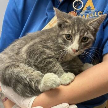 Domestic Short Hair Cats Available for Adoption in TIMBERCRK CYN, Texas - Axel | PetCurious