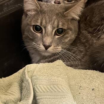 Domestic Short Hair Cats Available for Adoption in Lenexa, Kansas - Queensley | PetCurious