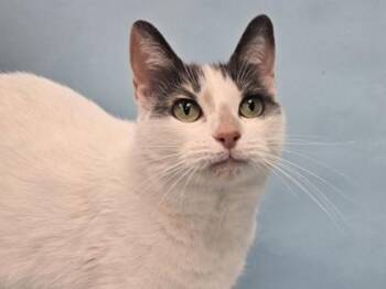 Inez -  Domestic Short Hair Cat for Adoption in Minneapolis, Minnesota - Inez | PetCurious