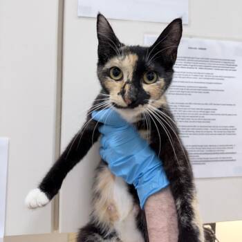 Marsh -  Domestic Short Hair Cat for Adoption in Auburn, Alabama - Marsh | PetCurious