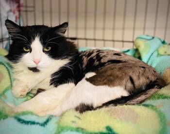Domestic Long Hair Cats Available for Adoption in Duxbury, Massachusetts - Mailman | PetCurious