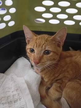 Rumble Strip -  Domestic Short Hair Cat for Adoption in Atlanta, Georgia - Rumble Strip | PetCurious