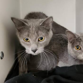 Domestic Short Hair Cats Available for Adoption in Las Vegas, Nevada - Talia | PetCurious