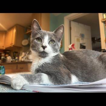Kinski, the Velcro cat-of-a- lifetime (with that one unpopular f -  Domestic Short Hair Cat for Adoption in Gardiner, New York - Kinski, The Velcro Cat-of-a- Lifetime (with That One Unpopular F | PetCurious