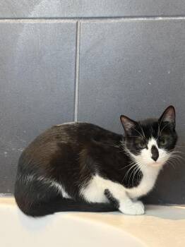 Sardine -  Domestic Short Hair Cat for Adoption in Dallas, Texas - Sardine | PetCurious