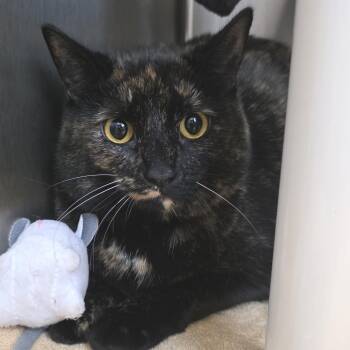 Claudia -  Domestic Short Hair Cat for Adoption in Fort Wayne, Indiana - Claudia | PetCurious