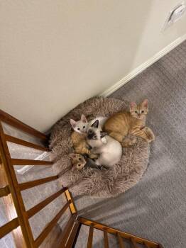 Otto Von Purrsmobile -  Domestic Medium Hair Cat for Adoption in Dallas, Texas - Otto Von Purrsmobile | PetCurious