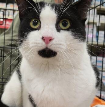 Rescue Domestic Short Hair Cats for Adoption in Spring Lake Park, Minnesota - Turbo Tux | PetCurious