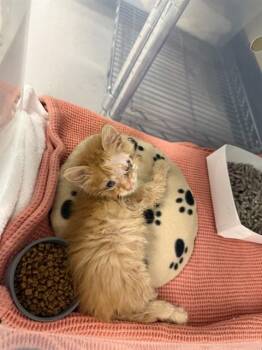 Domestic Short Hair Cats Available for Adoption in San Jose, California - A1406340 | PetCurious
