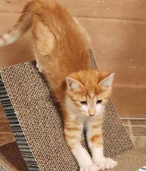 Leap Frog -  Domestic Short Hair Cat for Adoption in Candler, North Carolina - Leap Frog | PetCurious