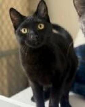 Domestic Short Hair Cats Available for Adoption - JAMEEN | PetCurious