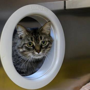 Pulp Fiction -  Domestic Medium Hair Cat for Adoption in Richmond, Virginia - Pulp Fiction | PetCurious
