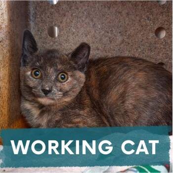 Neytiri -  Domestic Short Hair Cat for Adoption in Asheville, North Carolina - Neytiri | PetCurious