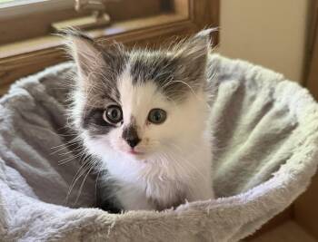 Corova -  Domestic Medium Hair Cat for Adoption in Dayton, Minnesota - Corova | PetCurious