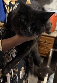 DISCO -  Domestic Long Hair Cat for Adoption in Minneapolis, Minnesota - DISCO | PetCurious