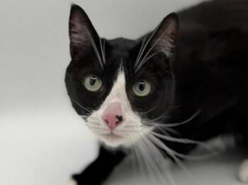 Domestic Short Hair Cats Available for Adoption in Portland, Oregon - Valkyrie | PetCurious