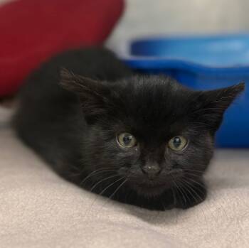 Rescue Domestic Short Hair Cats for Adoption in Sheboygan, Wisconsin - Clove | PetCurious