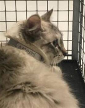 A430179 -  Domestic Short Hair Cat for Adoption in Conroe, Texas - A430179 | PetCurious