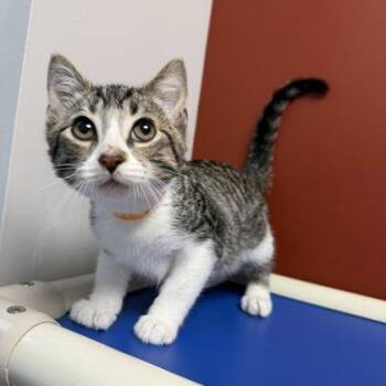 Cajun Sauce -  Domestic Short Hair Cat for Adoption in Janesville, Wisconsin - Cajun Sauce | PetCurious