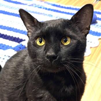 Domestic Short Hair Cats Available for Adoption in Sarasota, Florida - Ham | PetCurious